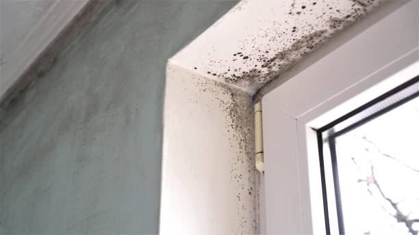 Best Mold Removal for HVAC Installations  in Jennings Lodge, OR