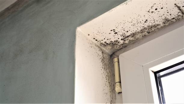Best Mold Prevention Services  in Jennings Lodge, OR