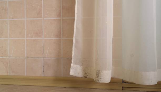Best Basement Mold Removal  in Jennings Lodge, OR