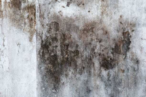 Best Environmental Consulting for Mold Prevention  in Jennings Lodge, OR