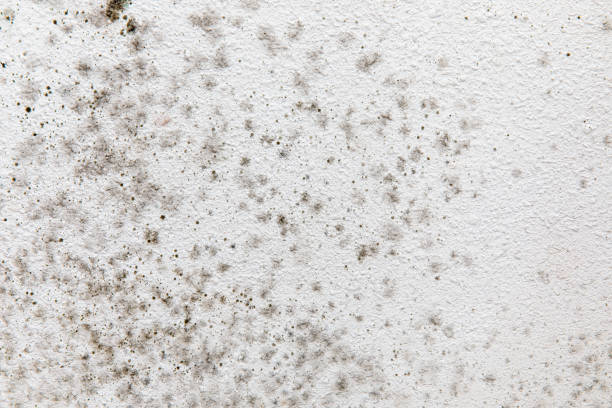Best Forensic Mold Investigation  in Jennings Lodge, OR