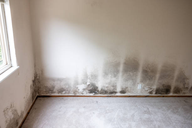 Best Water Damage & Mold Remediation  in Jennings Lodge, OR