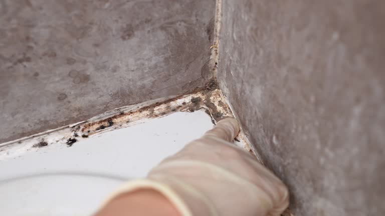 Best Airborne Mold Testing  in Jennings Lodge, OR